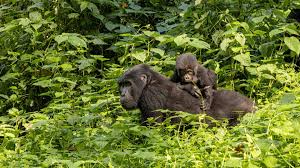 Gorilla Trekking Expedition
